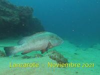 Vídeo del viaje a Lanzarote Noviembre 2021 (publicado 20.12.2021)